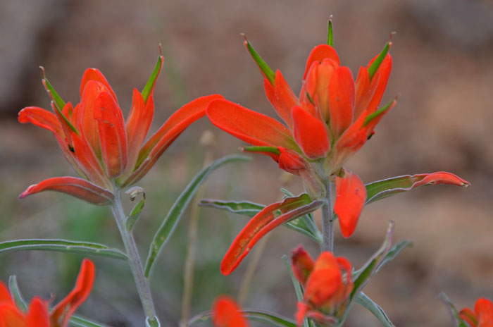 Wholeleaf Indian Paintbrush has attractive red or scarlet “flowers” that bloom in early spring from March to September. Castilleja integra